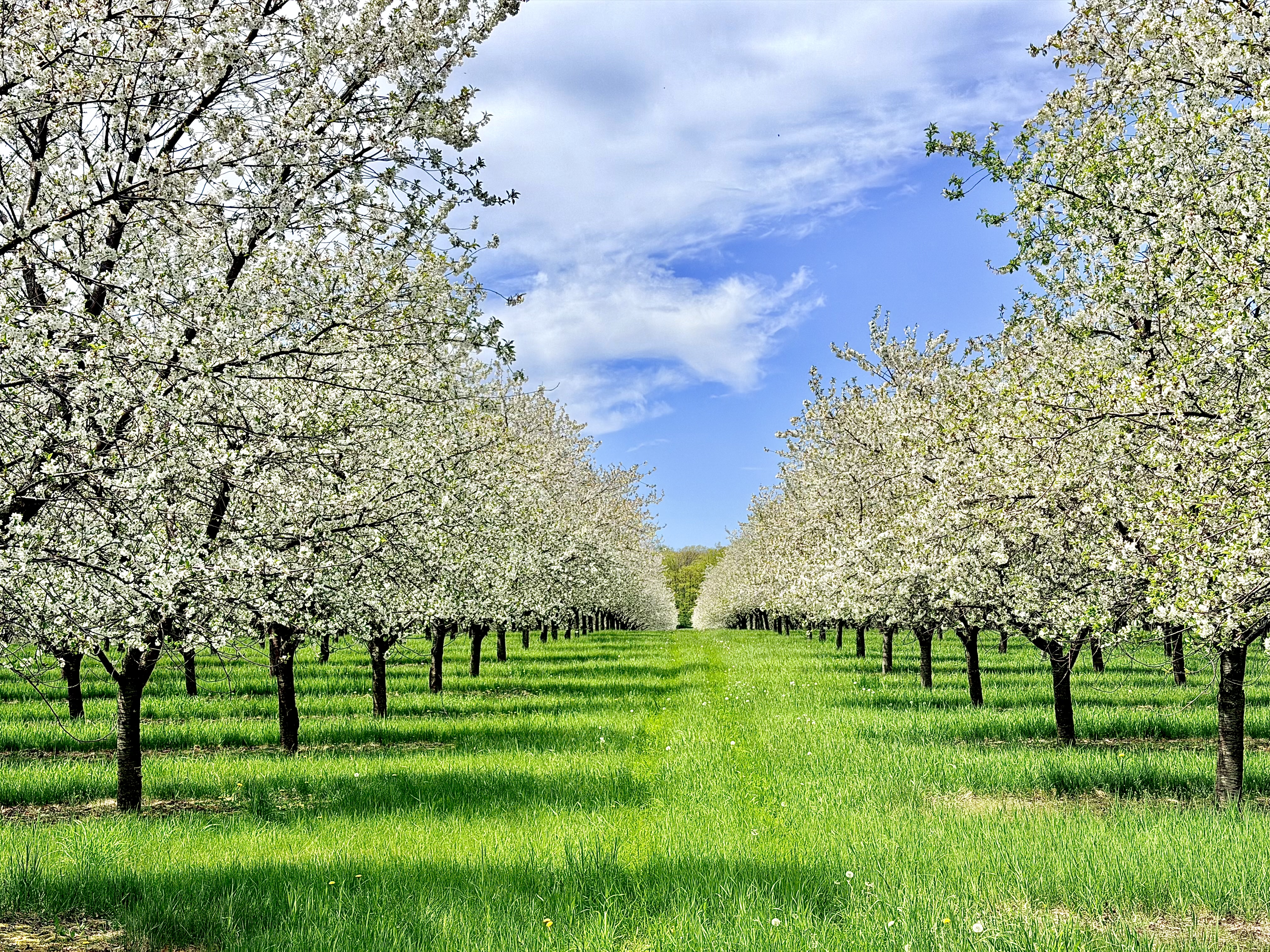 Cherry blossoms